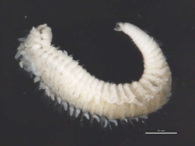 Image of Scolelepis (Scolelepis) squamata (O. F. Muller 1806)