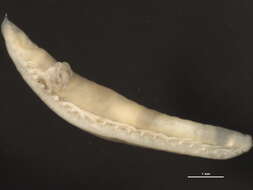 Image of Opheliidae