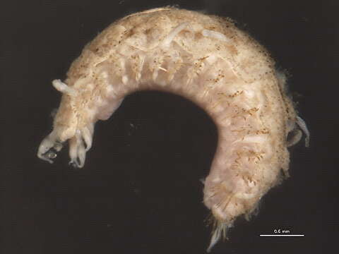 Image of pholoid scaleworms