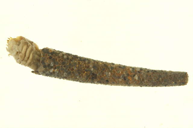 Image of Pectinaria granulata