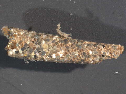 Image of Pectinaria Lamarck 1818