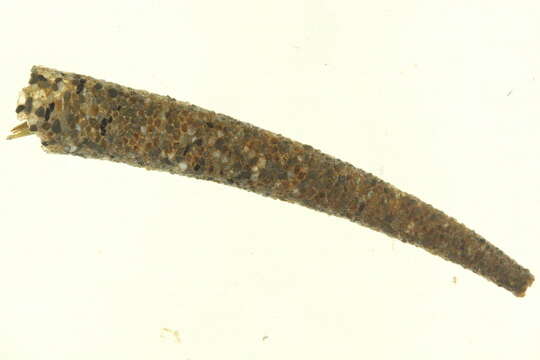 Image of Pectinaria Lamarck 1818