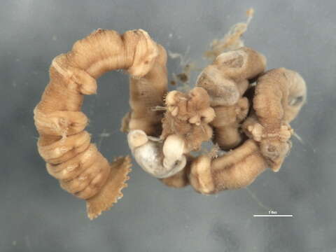 Image of bamboo worms