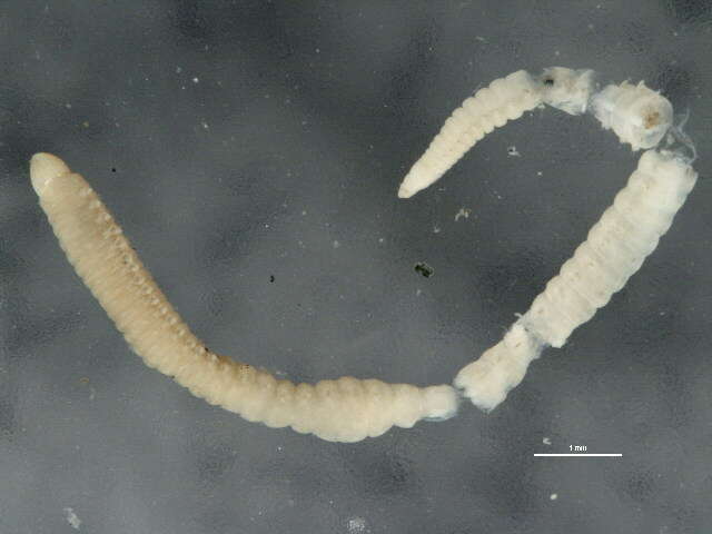 Image de Lumbrineridae