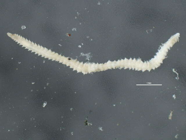 Image of <i>Exogone molesta</i>