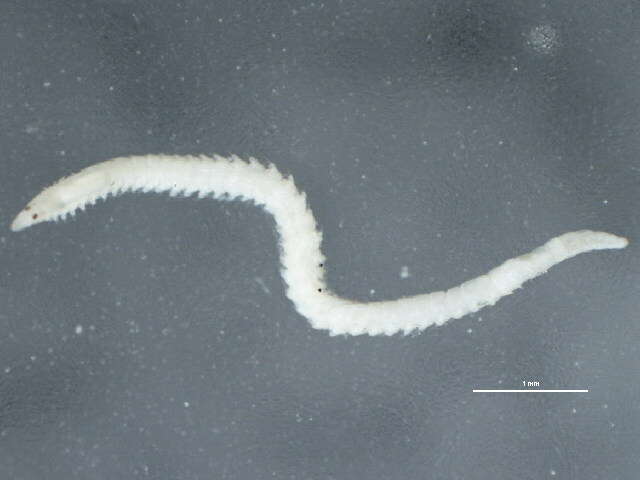 Image of <i>Exogone molesta</i>