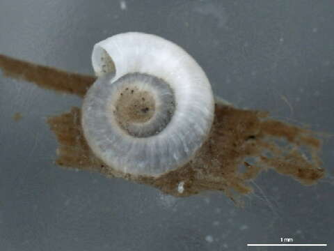 Image of calcareous tubeworms