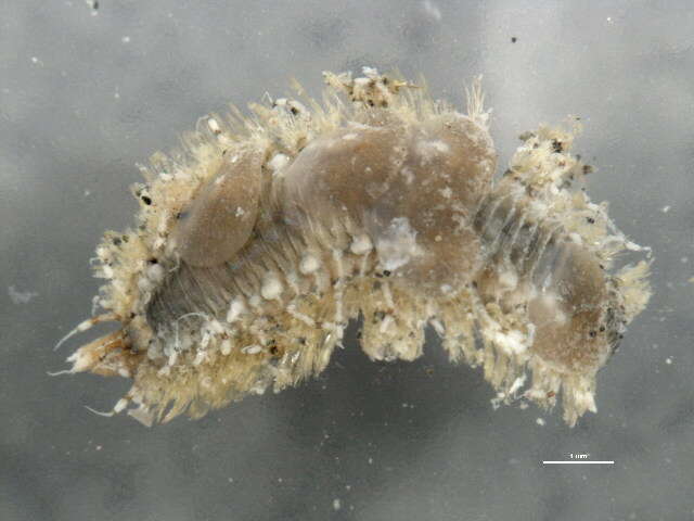 Image of polynoid scaleworms