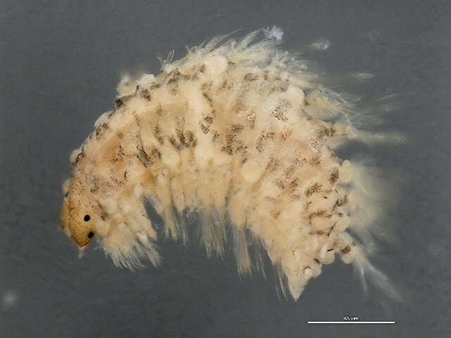 Image of polynoid scaleworms