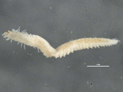 Image of Pionosyllis