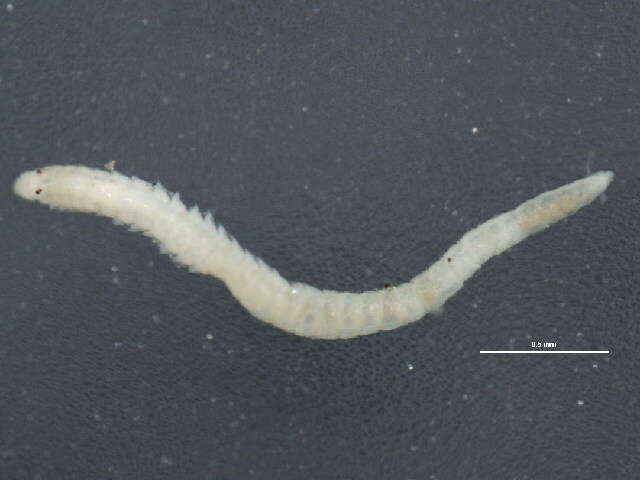 Image of <i>Exogone molesta</i>