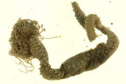 Image of Thelepus crispus Johnson 1901