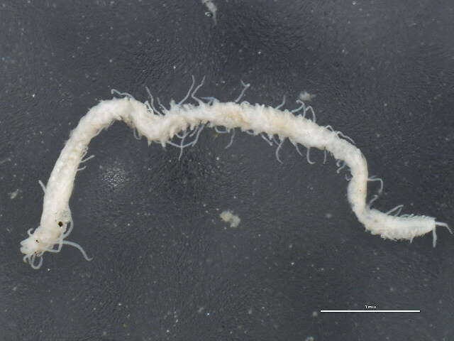 Image de Typosyllis pigmentata