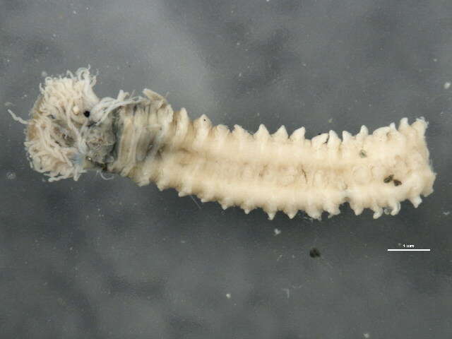 Imagem de Sabellariidae