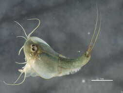 Image of Shield shrimp