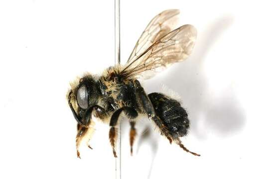 Image of Small-handed Leaf-cutter Bee