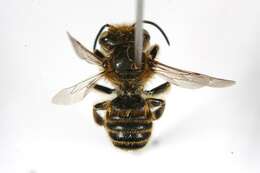 Megachile brevis Say 1837 resmi