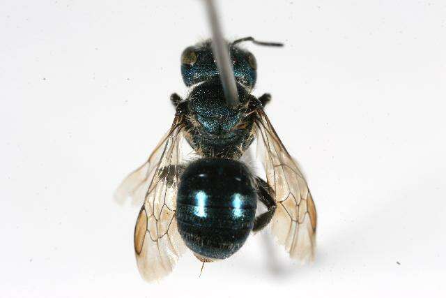 Image of Osmia pumila Cresson 1864