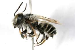 Megachile brevis Say 1837 resmi