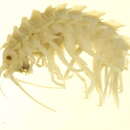 Image of <i>Paramphithoe polyacantha</i>
