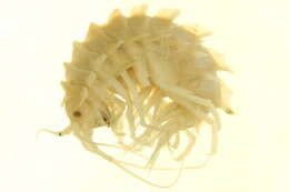 Sivun <i>Paramphithoe polyacantha</i> kuva