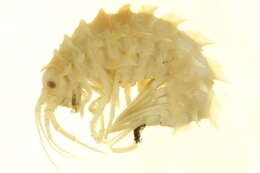 Image of <i>Paramphithoe polyacantha</i>