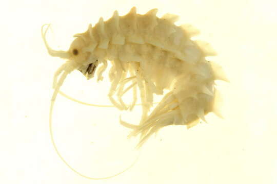 Image of <i>Paramphithoe polyacantha</i>