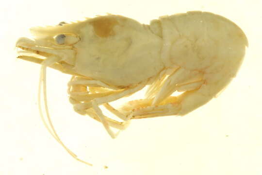 Image of parrot bladed shrimp