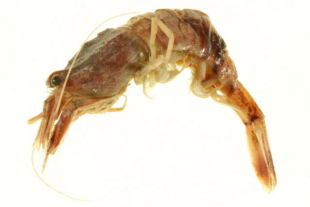 Image of sevenline shrimp