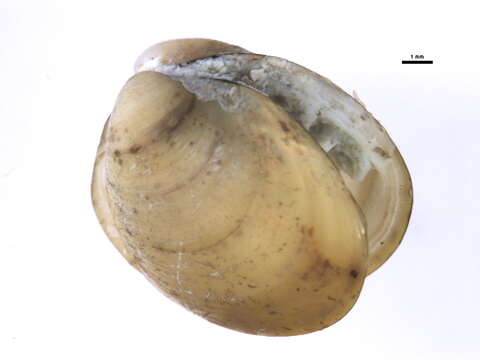 Image of Little nut clam