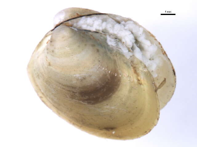 Image of Little nut clam