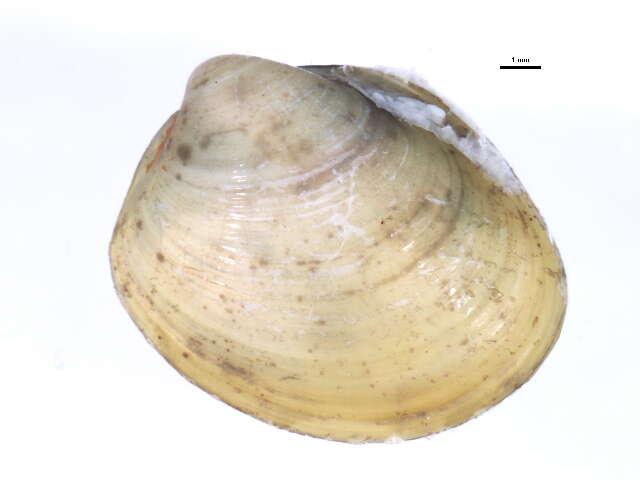 Image of Little nut clam