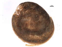 Image of Littorinimorpha Golikov & Starobogatov 1975