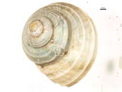 Image of boreal rosy margarite