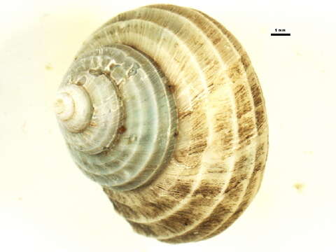 Imagem de Margarites costalis (Gould 1841)