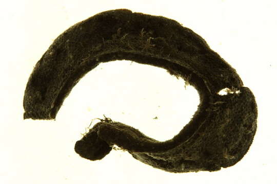 Image of Flustroidea Fleming 1828