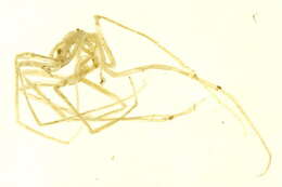 Image of Nymphonidae