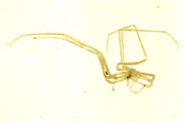 Image of Nymphonidae