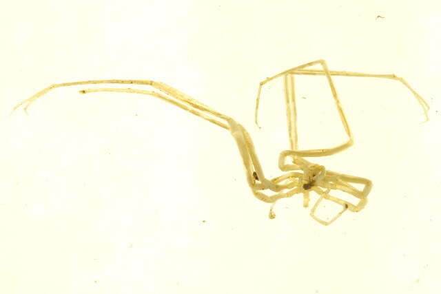 Image of Nymphonidae