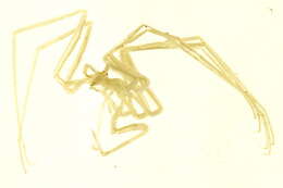 Image of Nymphonidae