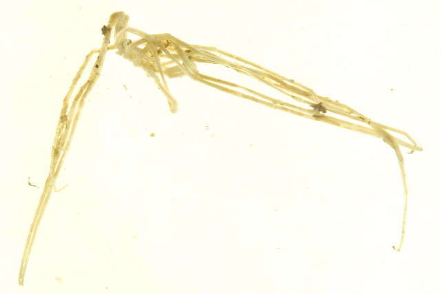 Image of Nymphonidae