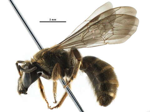 صورة Thrinchostoma Saussure 1890