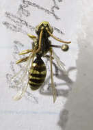 Image of Nomada imbricata Smith 1854