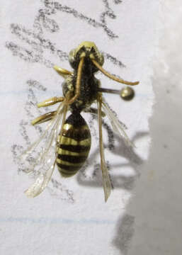 Image of Nomada imbricata Smith 1854