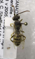 Image of Nomada imbricata Smith 1854