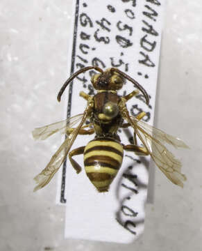 Слика од Nomada luteoloides Robertson 1895