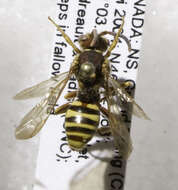 Image of Nomada imbricata Smith 1854