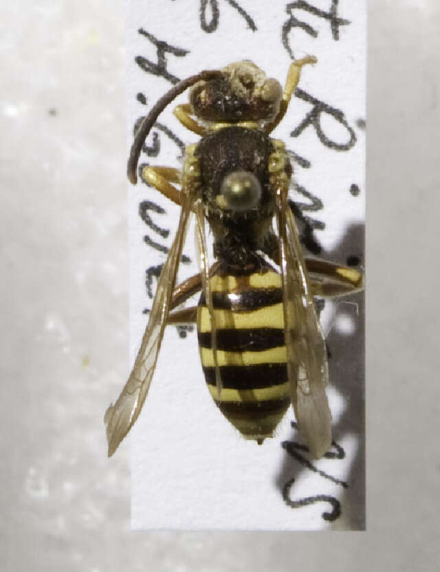 Image of Nomada imbricata Smith 1854