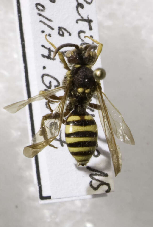 Image of Nomada imbricata Smith 1854