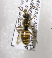 Image of Nomada armatella Cockerell 1903